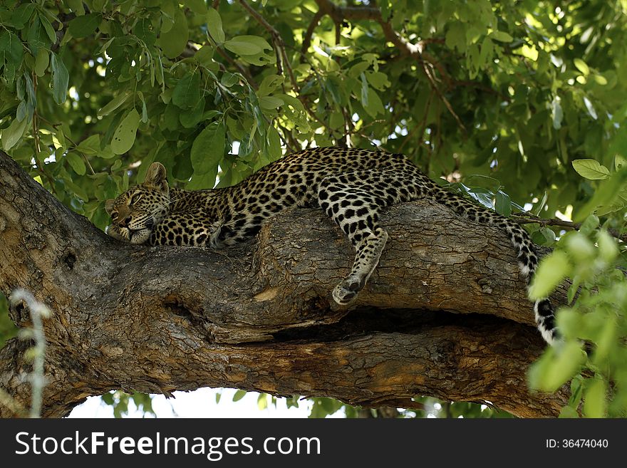 Leopards are at home on a tree limb in the shade, resting in the heat of the day. Leopards are at home on a tree limb in the shade, resting in the heat of the day