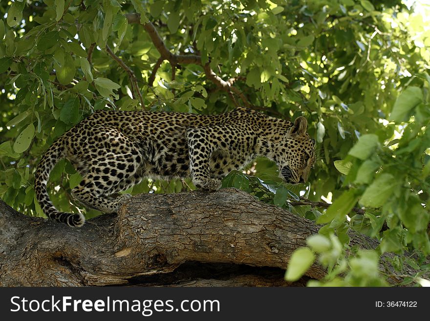 Both lions & hyenas will take away a leopards kill if they can, eating in a tree prevents this. Both lions & hyenas will take away a leopards kill if they can, eating in a tree prevents this.