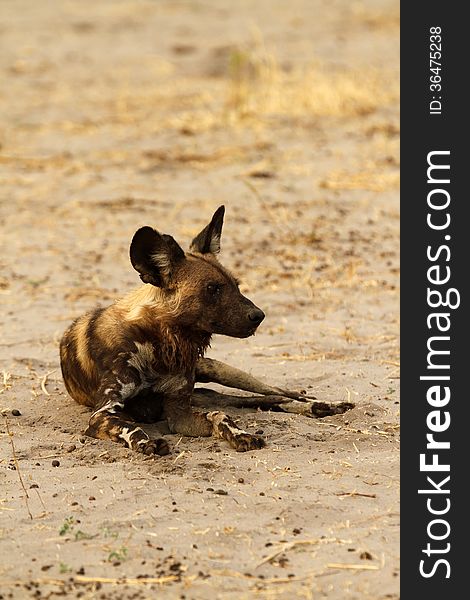 African wild dogs are a critically endangered species. There is good conservation work in Botswana to try to build the numbers back. African wild dogs are a critically endangered species. There is good conservation work in Botswana to try to build the numbers back.