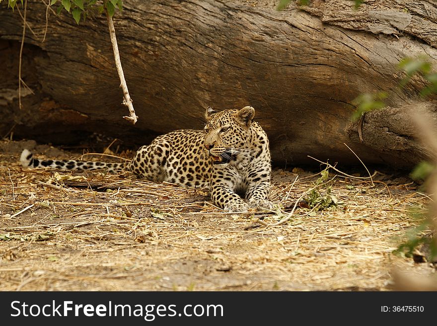 Dream Catcher Leopard