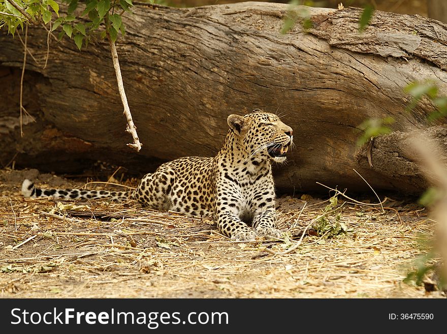 African Leopards are the fourth largest cat in the world. African Leopards are the fourth largest cat in the world