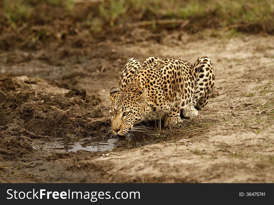 Okovango Delta has nearly dried up this time of year, animals drink where they can find any water. Okovango Delta has nearly dried up this time of year, animals drink where they can find any water