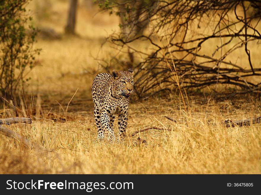 The African leopard, one of the four big cats of the world. The African leopard, one of the four big cats of the world.