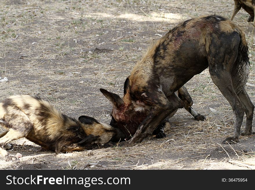 African Wild Dog Puppies Feeding Time