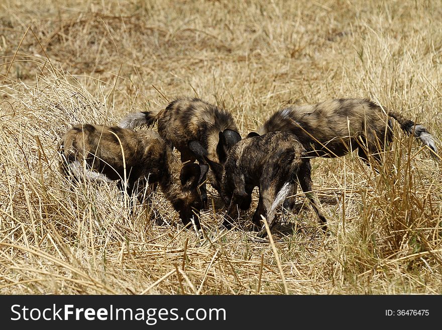 African Wild Dog Pack Feeding