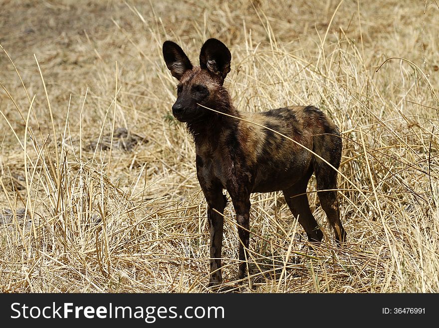 A blood covered African wild dog. They are capable of stripping an entire carcass in two or three minutes, so hyenas do not have the chance to steal it. A blood covered African wild dog. They are capable of stripping an entire carcass in two or three minutes, so hyenas do not have the chance to steal it.