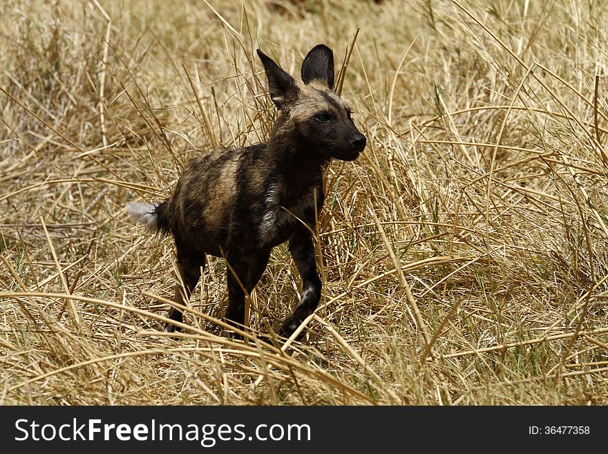 When hunting, wild dogs spread out & surround their prey. They are very efficient hunters. When hunting, wild dogs spread out & surround their prey. They are very efficient hunters