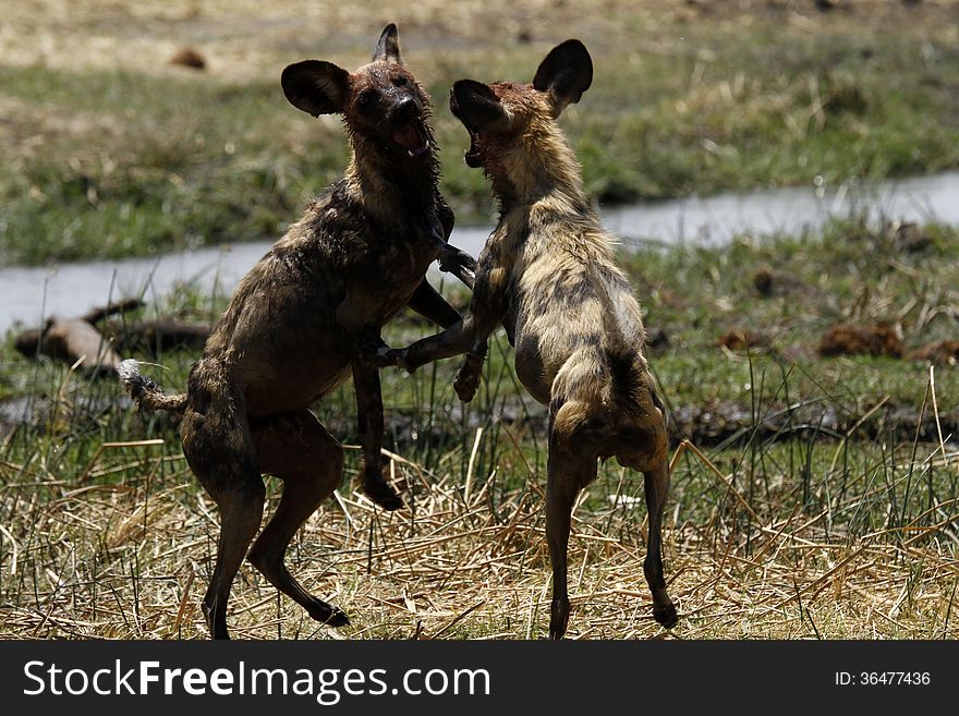 African Wild Dogs Playing