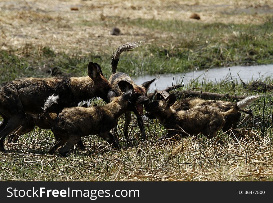 African Wild dog puppies feed time