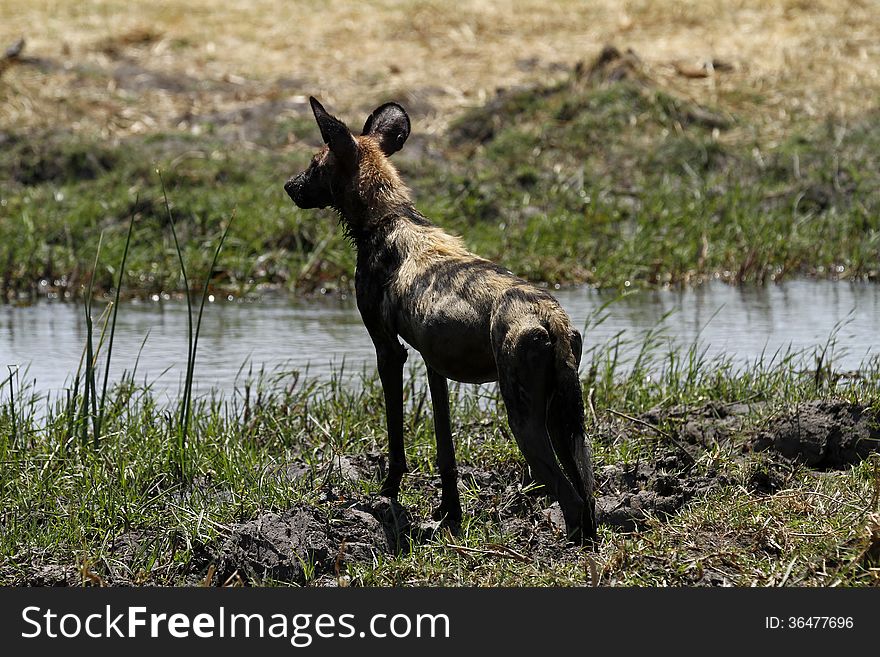 The stereotype of the wild dog as a cruel butcher is slowly being replaced by a less harsh image. The stereotype of the wild dog as a cruel butcher is slowly being replaced by a less harsh image.