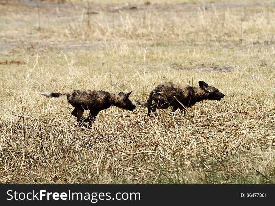 African wild dogs differ from domestic dogs in only having four toes on each foot, less to get injured. African wild dogs differ from domestic dogs in only having four toes on each foot, less to get injured.