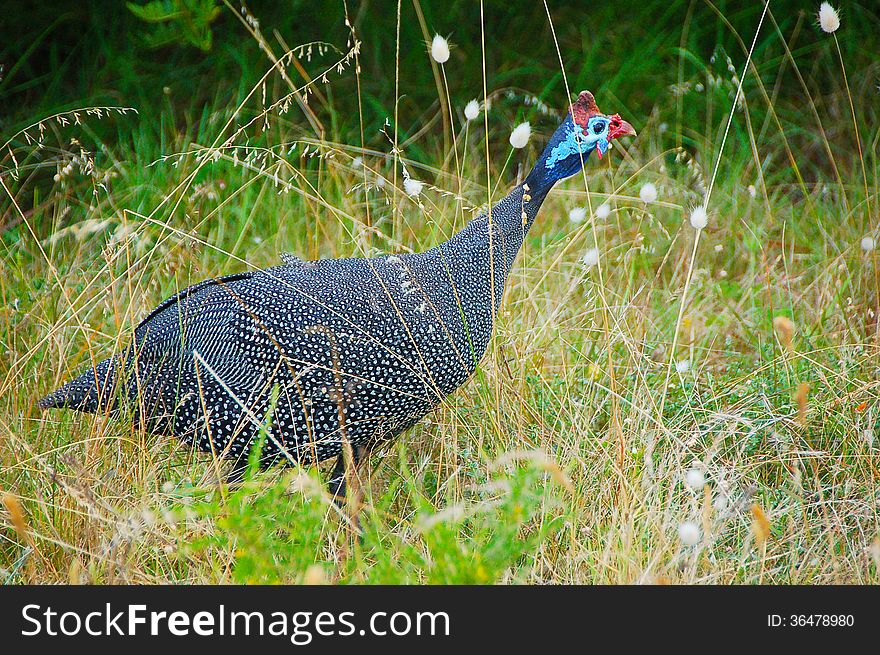 A guineafowl bird, ( Numida meleagris, ) is native to Southern Africa. Also known as the helmeted guineafowl.
