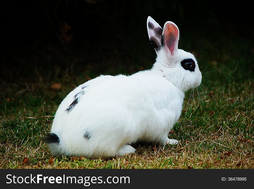 A white bunny rabbit with black patch over its eyes and a few black spots on its fur.