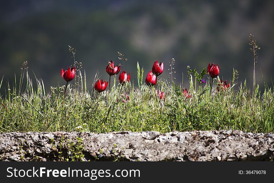 Red tulip flowers in a pasture. Red tulip flowers in a pasture