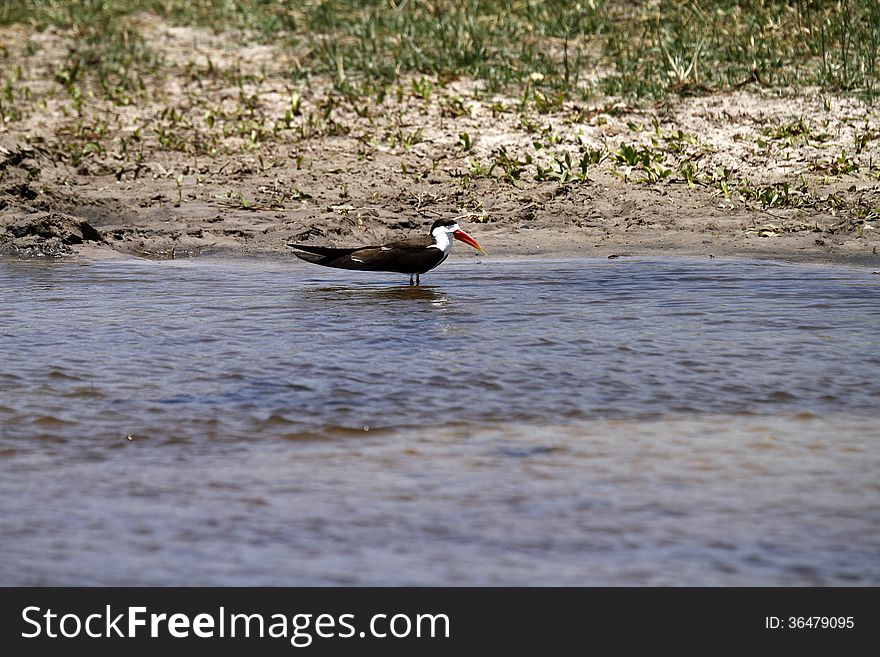 The African Skimmer is a near-threatened species found along rivers, lakes & lagoons in Sub-Saharan Africa