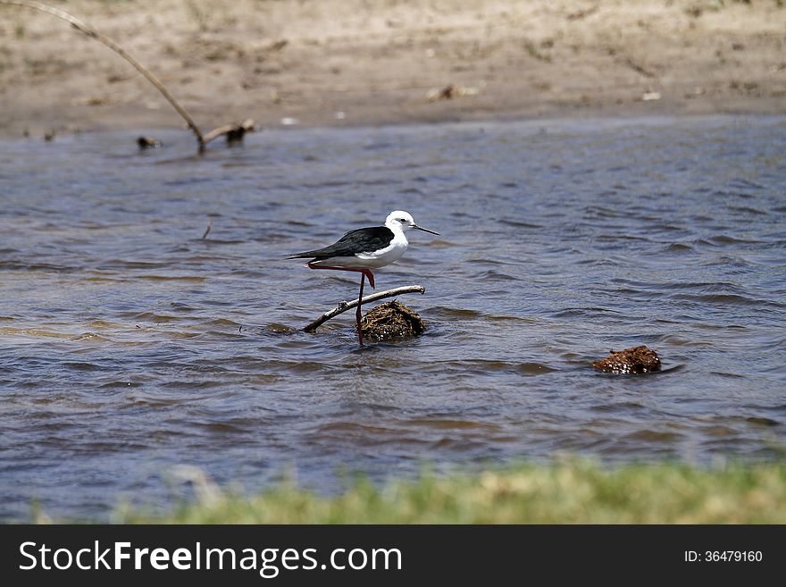 Black-winged Stilt