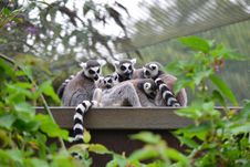 Ring Tailed Lemurs Royalty Free Stock Photos Ring Tailed Lemurs Royalty Free Stock Photos