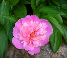 Peony Royalty Free Stock Image Peony Royalty Free Stock Image