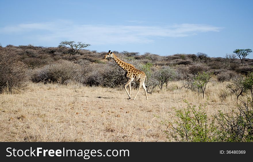 Giraffe in the wild nature