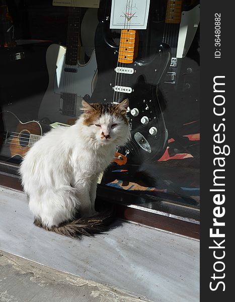 Rock Guitar Cat