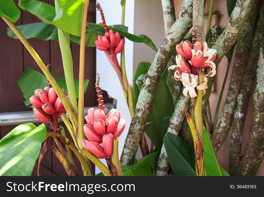 Small Red Bananas On Tree