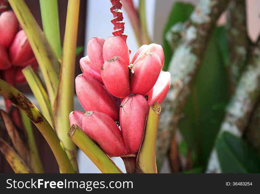 Red bananas on tree, Brazil. Red bananas on tree, Brazil