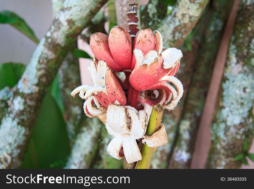 Bunch Of Red Bananas On Tree