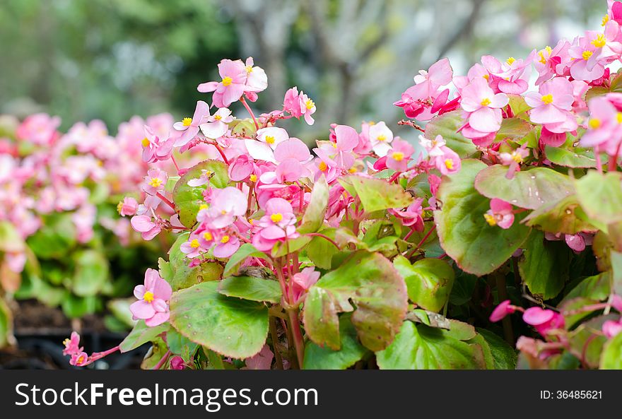 Beautiful african Tulip tree (Spathodea campanulata). Beautiful african Tulip tree (Spathodea campanulata)