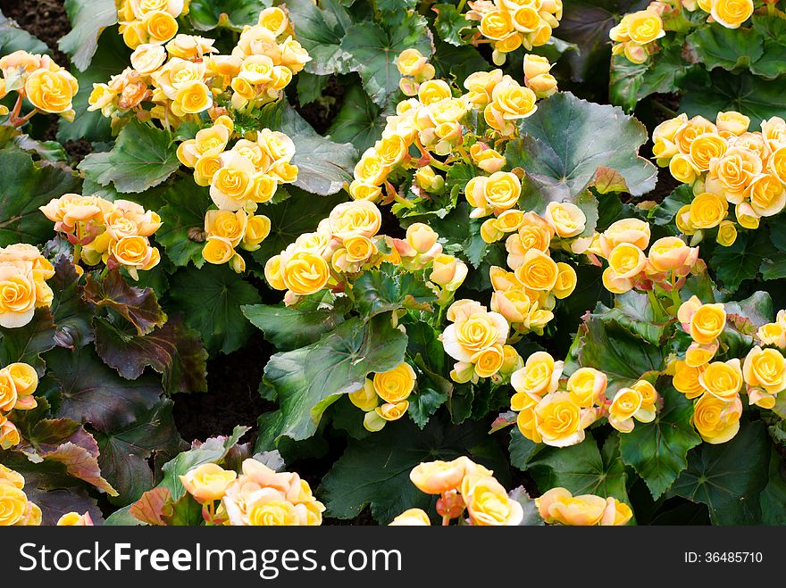 Yellow color begonia, Botanic garden (begonia x tuberhybrids)