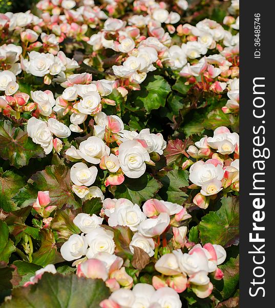 Begonia flowers in garden (begonia x tuberhybrids)