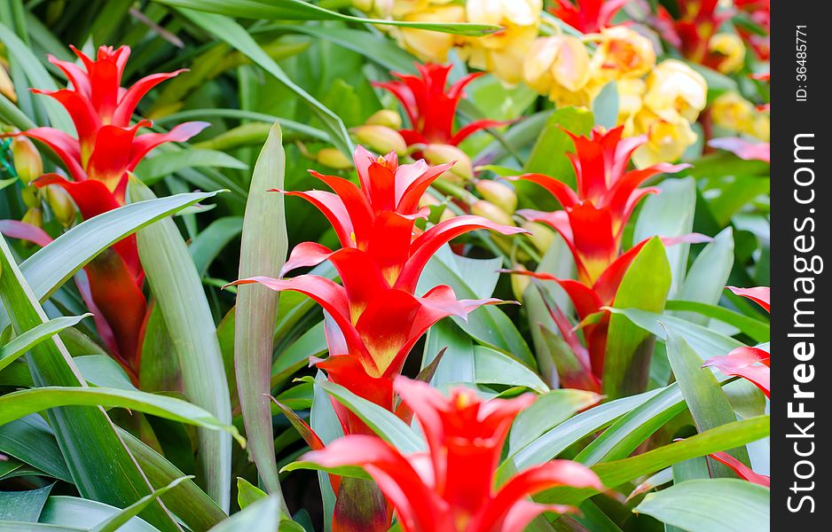 Red bromeliad rosette shape flowers in bloom in springtime