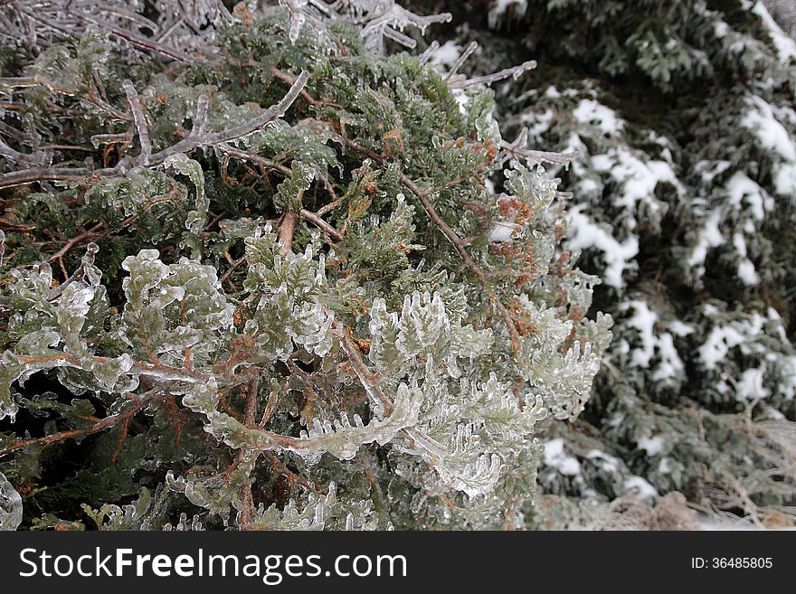 The branches covered by ice and snow as a floral background