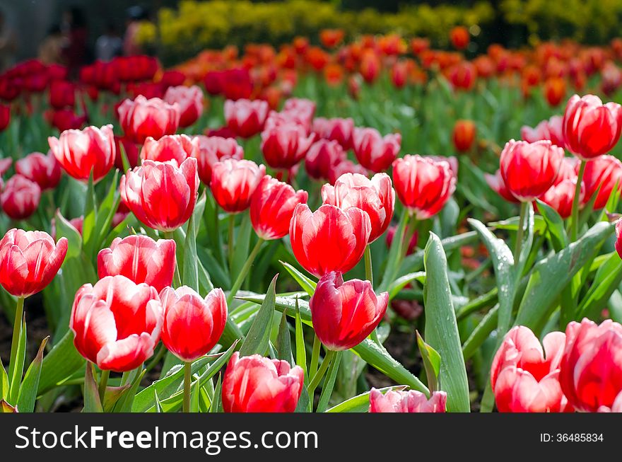 Group of red tulips in the park. Spring landscape.