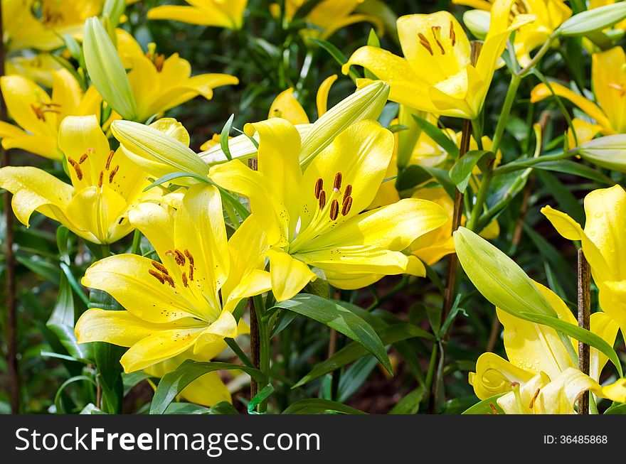 Blooming yellow lily in winter field (dipterocarpus alatus). Blooming yellow lily in winter field (dipterocarpus alatus)