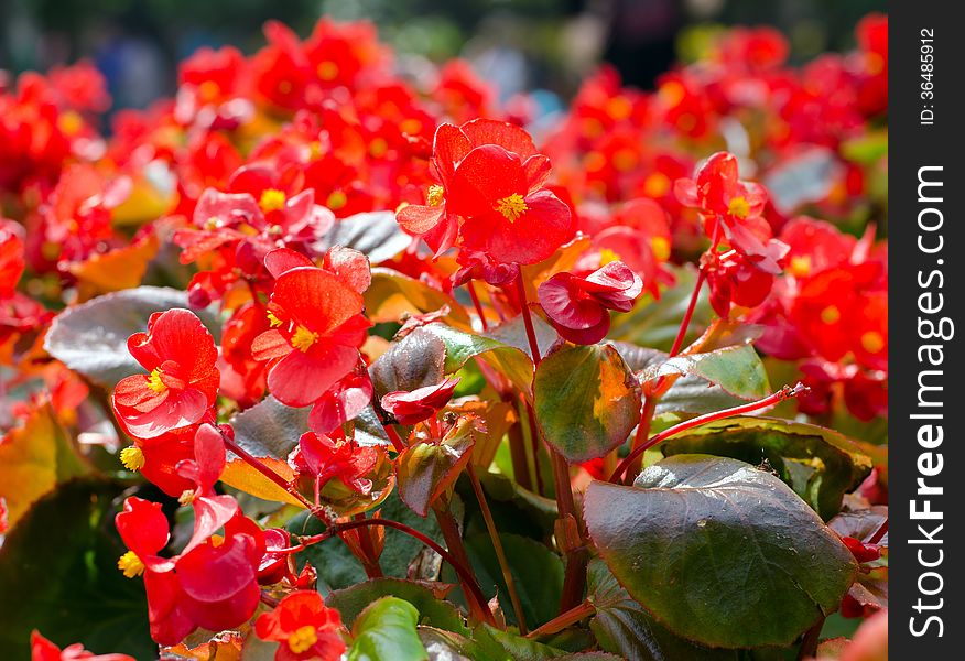 Beautiful red african Tulip tree (Spathodea campanulata). Beautiful red african Tulip tree (Spathodea campanulata)