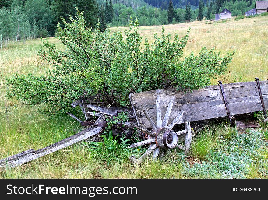 Old weathered wagon sitting in a mountain meadow with a bush growing out of it in the town of Ashcroft which is a ghost town near the town of Aspen Colorado.