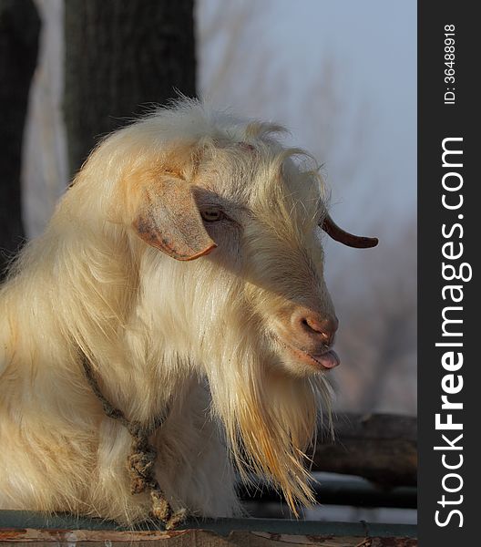 Portrait of goat in farm.