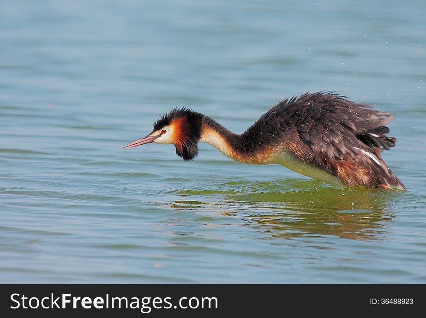 Side view of a Great Crested Grebe in water. Side view of a Great Crested Grebe in water.