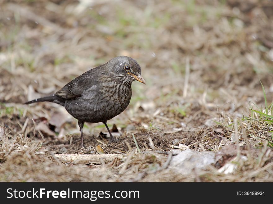 Common Blackbird (Turdus merula) looking for food. Common Blackbird (Turdus merula) looking for food.