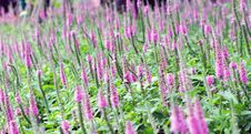 Purple Spiked Speedwell And Blurred Backyard Lush Green Grass Royalty Free Stock Photography Purple Spiked Speedwell And Blurred Backyard Lush Green Grass Royalty Free Stock Photography