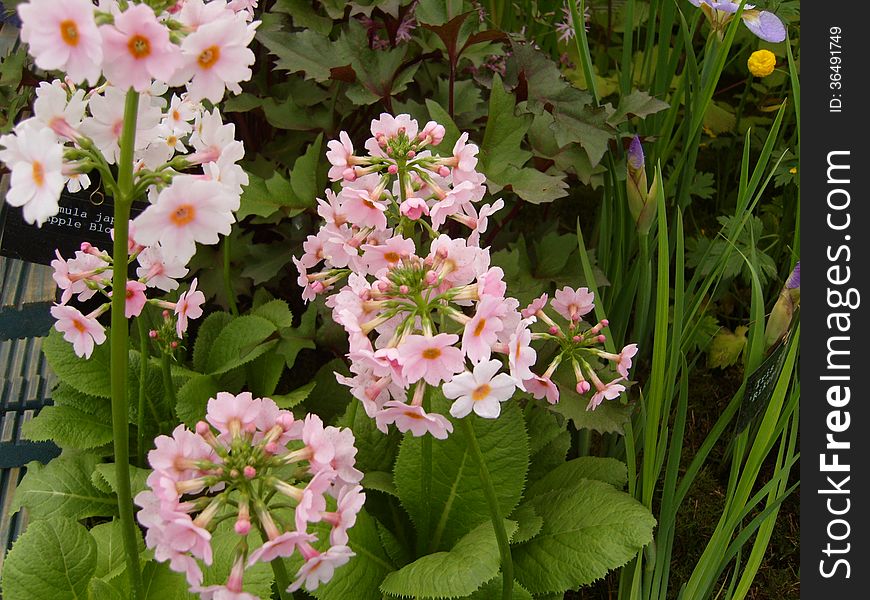 Tall spiky flower stems with pink daisy like flowers, commonly yellow in colour these pink primulas are quite stunning. Tall spiky flower stems with pink daisy like flowers, commonly yellow in colour these pink primulas are quite stunning.