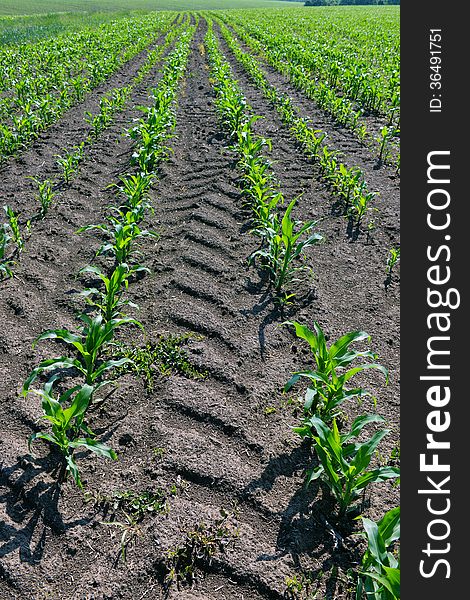 Field corn in the factory