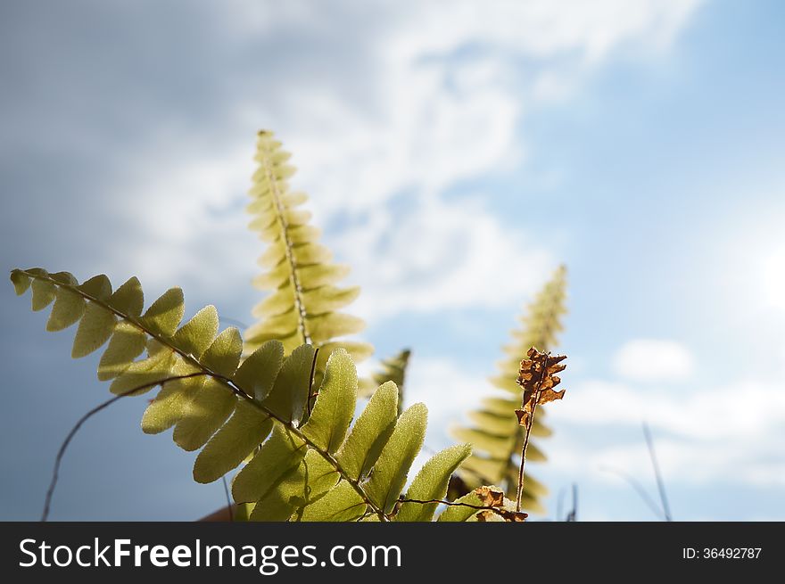 Green fern on the blue sky background, selective focus