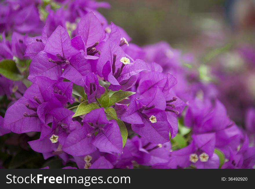 Close up to magenta flowers. Close up to magenta flowers