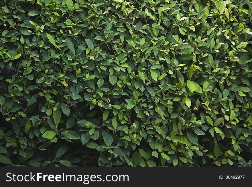 Unnatural green grass wall texture