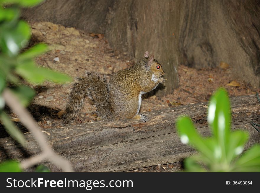 European brown squirrel in forest with nut. European brown squirrel in forest with nut