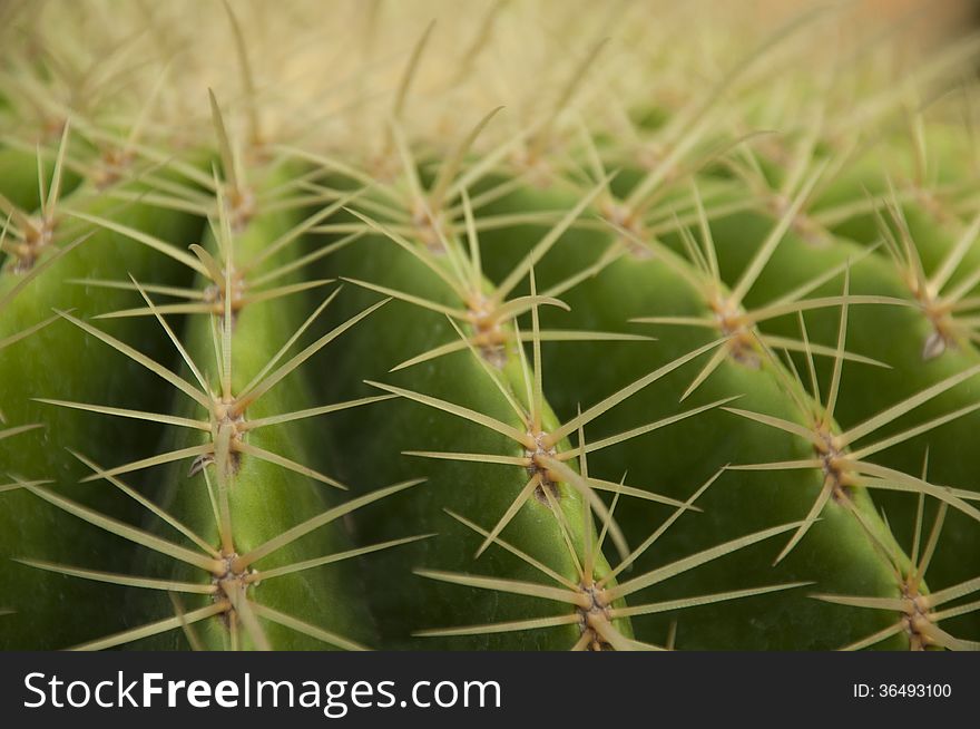 Closeup cactus plant with details