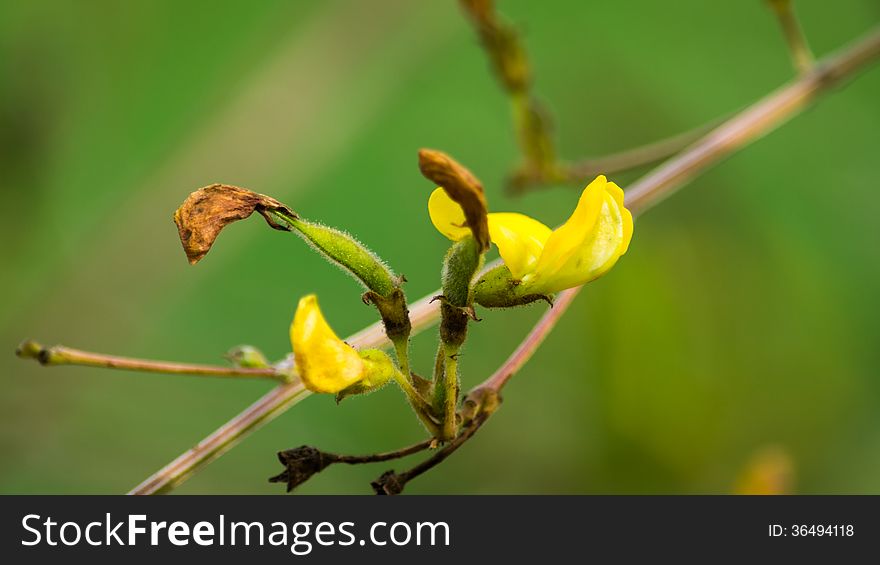 Beans and flowers on the branch in the vegetable-garden. Beans and flowers on the branch in the vegetable-garden