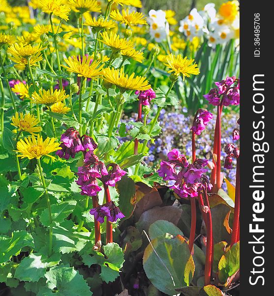 Flowerbed with bright colors yellow,green purple. Flowerbed with bright colors yellow,green purple