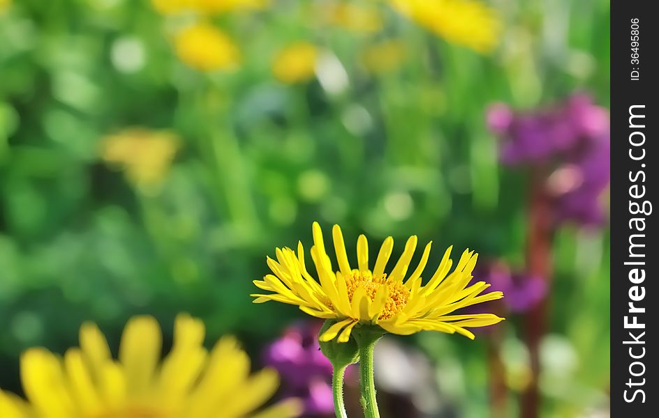 Close up on a yellow flower on a green background. Close up on a yellow flower on a green background